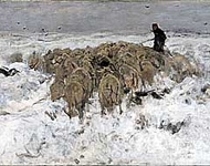 Flock of sheep with shepherd in the snow