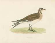 Pratincole