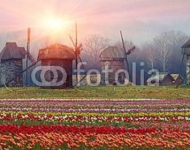 Ветряные мельницы на поле тюльпанов