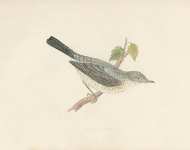 Barred Warbler