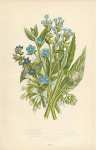 Common Alkanet, Evergreen Alkanet, Small Bugloss, Common Comfrey, Tuberous Comfrey