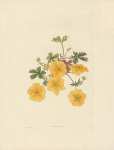 Potentilla Alpestris