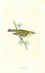 GoldCrest