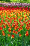 Парк Кекенхоф. Голландия 8