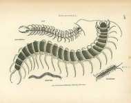 Scolopendra