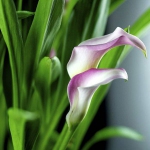 Каллы 9
