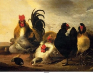 Cuyp, Aelbert - Петух и курицы, 1651, 55 cm x 74 cm, Дерево, масло