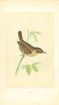 Wren