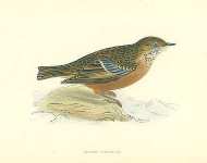 Alpine Warbler