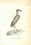 Cream-coloured Courser