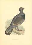 Capercaillie