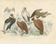 King of Vulture, Sociable Vulture, Bearded Vulture Orlammergeyer, Griffon Vulture,Condor