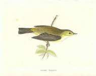 Willow Warbler