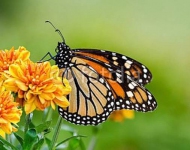 Бабочка Monarch butterfly (Danaus plexippus)