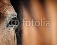 Арабский скакун. Close up