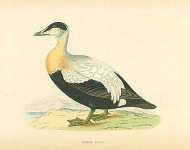 Eider Duck