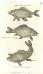 Gilded-Black Carp, Ferruginous Carp, Violet-Green Carp