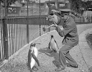 Служитель зоопарка устраивает душ для пингвинов в жаркий день