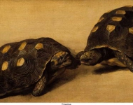 Eckhout, Albert - Этюд двух бразильских черепах, ок. 1640, 30,5 cm x 51 cm, Бумага на панели, масло