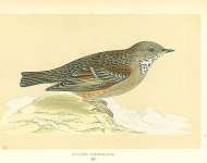 Alpine Accentor