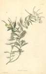 Grevillea Cinerea