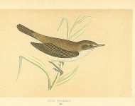 Reed Warbler