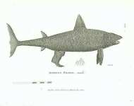 Basking Shark, male