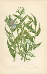 Common Gromwell, Corn Gromwell, Creeping Gromwell, Sea Side Smooth Gromwell