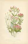 Least Gentianella, Common Centaury, Dwarf Branched c., Broad Leaved Tufted c., Dwarf Tufted c.