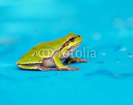 Зеленая лягушка на мокром синем фоне