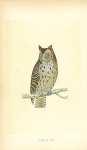 Mottled Owl