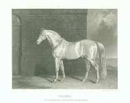 Colonel. One of Her Majestys State Cream-Coloured Horses