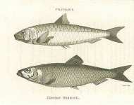 Pilchard, Common Herring