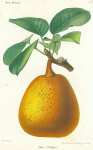 Poire Philippot