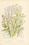 Fennel, Mountain Meadow-saxifrange, Scottish Lovage, Meadow Pepper-saxifrage, Meu or Rald-money, Sea