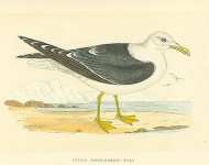 Lesser Black-Backed Gull