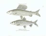 Grayling Salmon, Gwiniad salmon