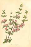 Boronia Ledifolia