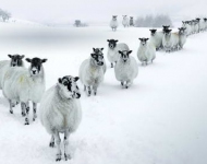 EN GB Winter Sheep in a V Formation in the Lake District