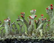 EN GB Cladonia floerkeana lichen growth in Eifel Germany