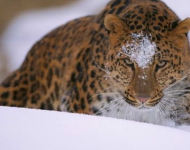 EN AU A rare amur leopard peers over a snowy embankment