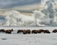 EN AU American bison wintering at Fountain Flats Yellowstone National Park Wyoming