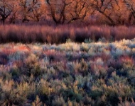 EN AU Foliage including cottonwoods willows sage and rabbitbrush in Californias Owens Valley