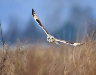 EN AU Short eared owl Samish Island Washington