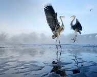 EN GB Two Grey herons Ardea cinerea squabbling over fish River Tame Stockport Greater Manchester