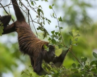 PT BR O muriqui do norte espCAcie em perigo crCADtico de extinCACAo passeia pelas CArvores de Caratinga em Minas Gerais