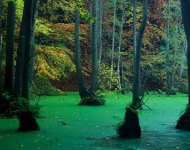 DE DE Buchen und Erlen im Nationalpark Jasmund Insel RCBCgen Mecklenburg Vorpommern Deutschland