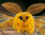 EN AU Squeaking silk moth Qinling Mountains Shaanxi China