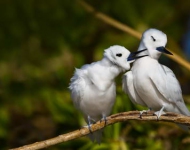 EN AU White terns on Sand Island Midway Atoll PapahCnaumokuCkea Marine National Monument