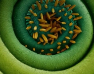 EN AU Magnification of a coiled proboscis of a moth